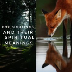 a fox drinking water from a pond with the words fox sightings, and their spiritual meanings