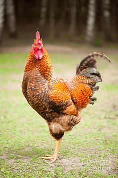 a brown and black rooster standing on top of a grass covered field with trees in the background