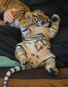 a baby tiger laying on its back next to an adult tiger