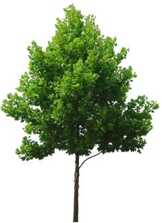 a green tree with lots of leaves on it's branches, against a white background