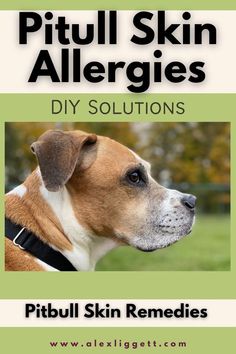 a brown and white dog with the title pit bull skin allergies diy solution