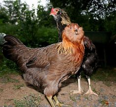 two chickens standing next to each other on a dirt ground near trees and bushes in the background