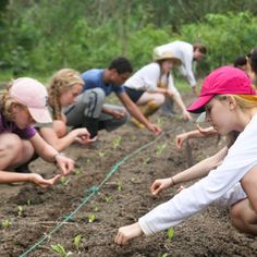 several people are tending to plants in the dirt