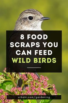 a bird sitting on top of a plant with the words 8 food scraps you can feed wild birds