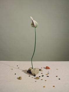 a flower that is sitting on top of a rock and gravel with other rocks around it