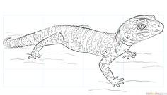 a drawing of a gecko