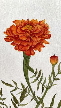 an orange flower on a white background