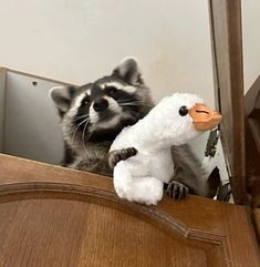 a raccoon looking at its reflection in a mirror with a stuffed animal on it