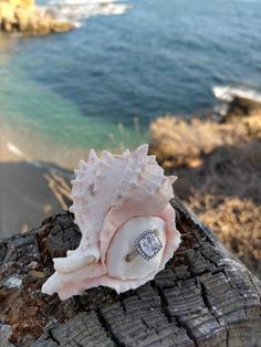 a seashell with a diamond ring on it sitting on top of a piece of wood