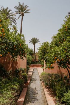 an orange tree lined garden with water running through it and palm trees in the background