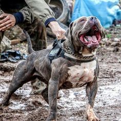 a dog that is standing in the mud