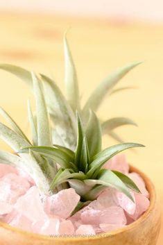 an aloem plant in a wooden bowl filled with pink rocks