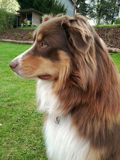 a brown and white dog sitting on top of a lush green field