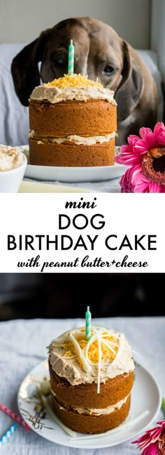 a dog looking at a birthday cake with candles on it and the words, mini dog birthday cake with orange buttercream frosting