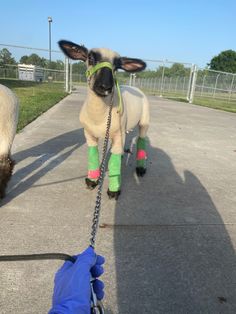 a small sheep wearing green socks walking on a leash