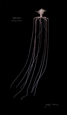 an image of a jellyfish in the dark with its long tentacles hanging down from it's head