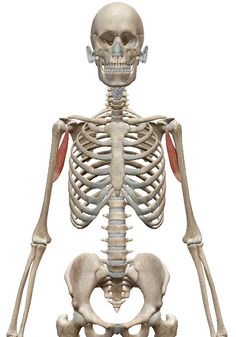 the human skeleton is shown with muscles highlighted