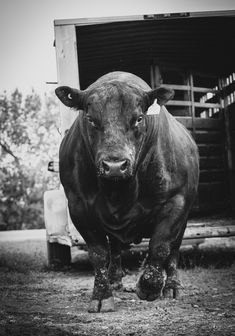 a black and white photo of a cow in front of a truck