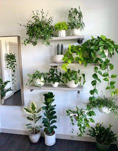 Ikea Bookcase, نباتات منزلية, Plant Care Houseplant, Deco Nature, Inside Plants, Plant Aesthetic