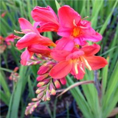 red flowers are blooming in the grass