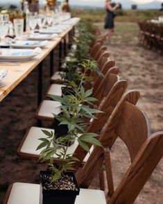 a long table set up with wooden chairs and plants in the center, for an outdoor event