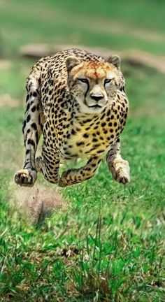 a cheetah running in the grass with it's front paws on its hind legs