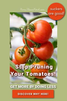 tomatoes growing on the vine with text saying stop pruning your tomatoes get more by doing less discovery why here