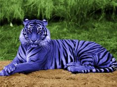 a white tiger laying on top of a dirt field