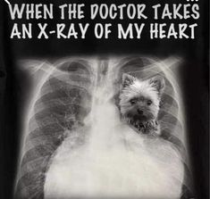 an x - ray image of a dog in the chest with text that reads, when the doctor takes an x - ray of my heart