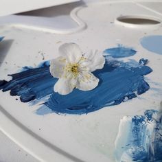 a white flower sitting on top of blue paint