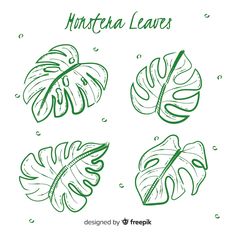 four green monster leaves on white background