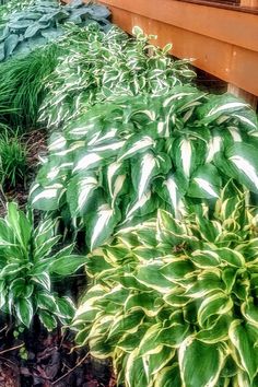 several different types of plants in front of a house