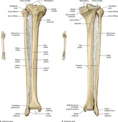 the bones of the lower limbs and upper limbs are shown in this diagram, with labels on