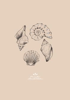 four seashells on a beige background