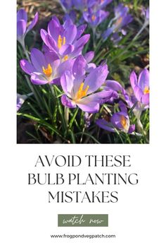 blooming crocus flowers. Text below: Avoid these bulb planting mistakes. watch now Bulb Planting, Frog Pond, Veg Patch, Spring Planting, Garden Guide, Spring Color, Make Mistakes, Planting Bulbs, Spring Colors