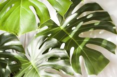 a large green leafy plant sitting on top of a wooden table next to a white wall