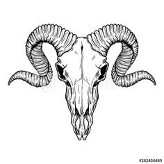 an animal skull with long horns and large curled horns on it's head, hand drawn