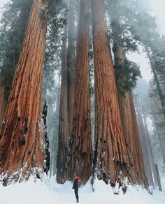 a person walking through the snow in front of giant sequta trees, california