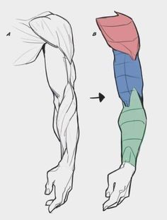 the muscles are shown in different colors and sizes, including one with an upper arm