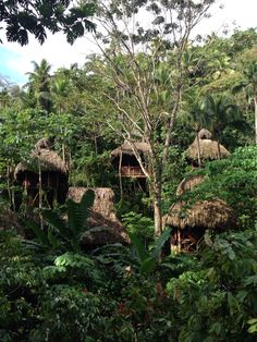 huts in the jungle surrounded by trees and plants