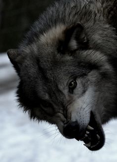 a wolf with its mouth open and it's tongue hanging out to the side