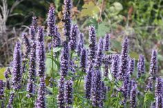 purple flowers are growing in the garden