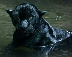 a black cat is sitting in the water and staring at something off to the side