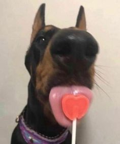 a black and brown dog holding a candy lollipop in it's mouth