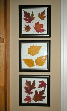 three framed autumn leaves are hanging on the wall