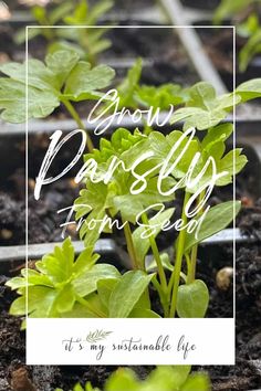 some plants that are growing out of the ground with text overlay saying grow parsley from seed it's my suitable life