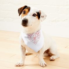 a dog wearing a bandana sitting on the floor