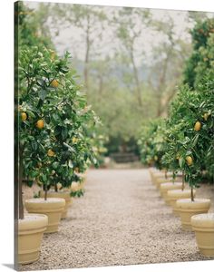 there are many lemon trees lined up in the garden with oranges growing on them