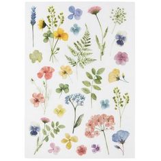 an assortment of wildflowers on a white paper with watercolor flowers in the background