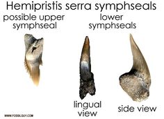 four different types of animals with their names in english and spanish, including the long beak